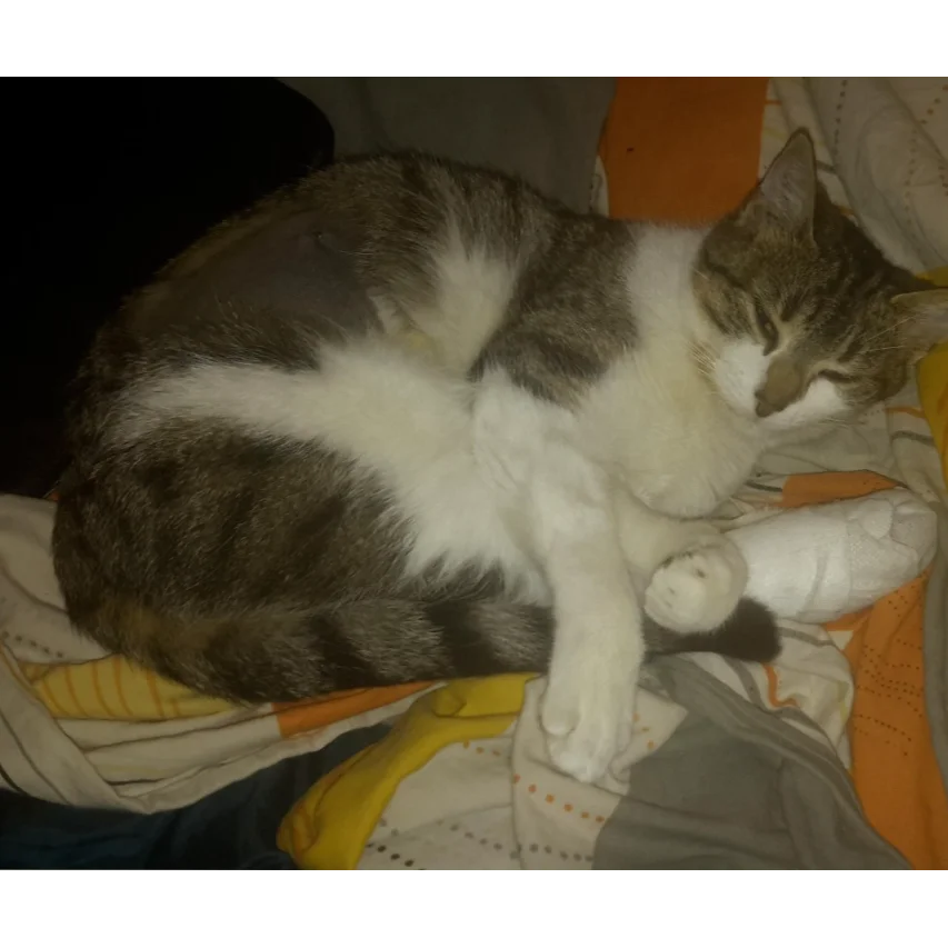 cagnotte cause animale
