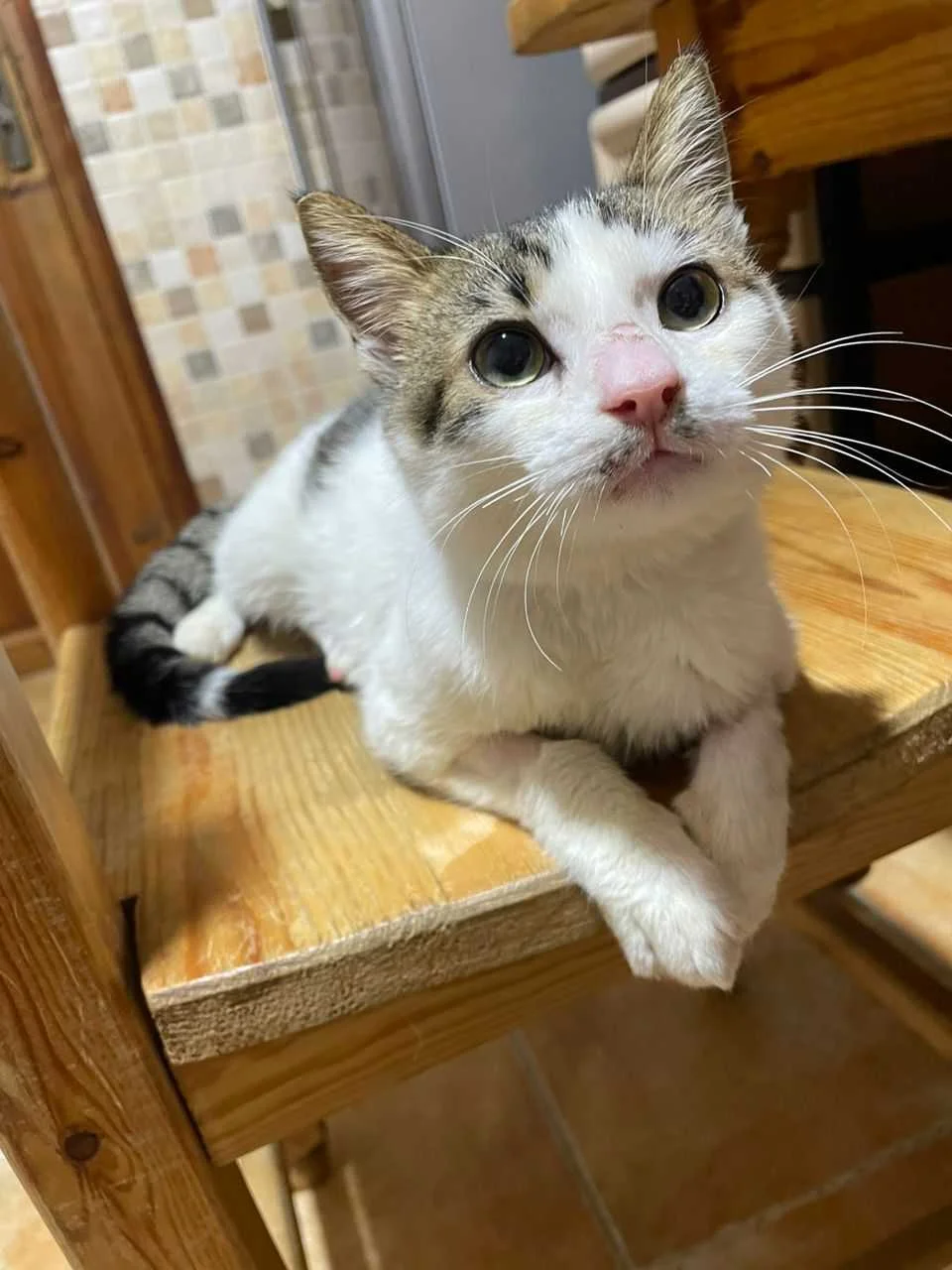cagnotte cause animale