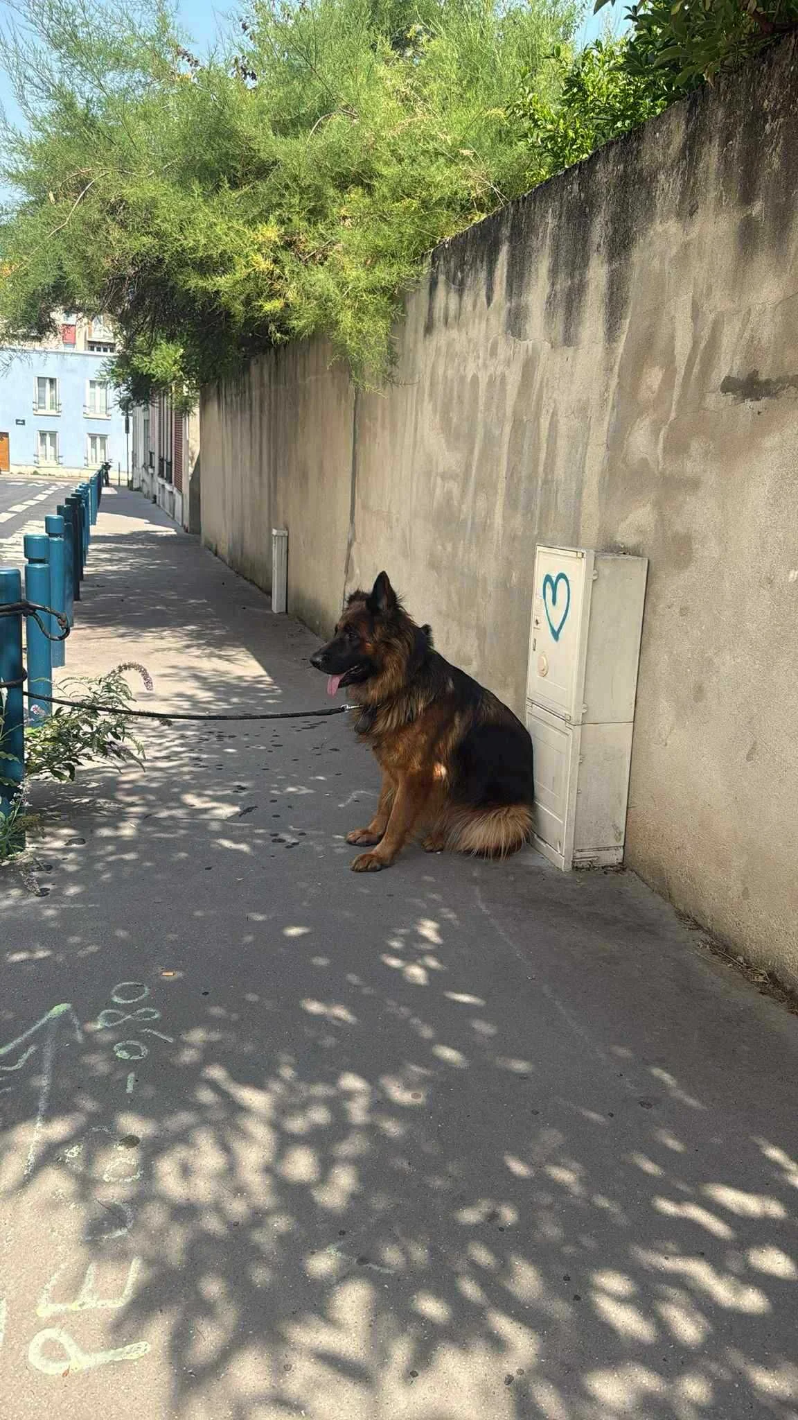 cagnotte cause animale