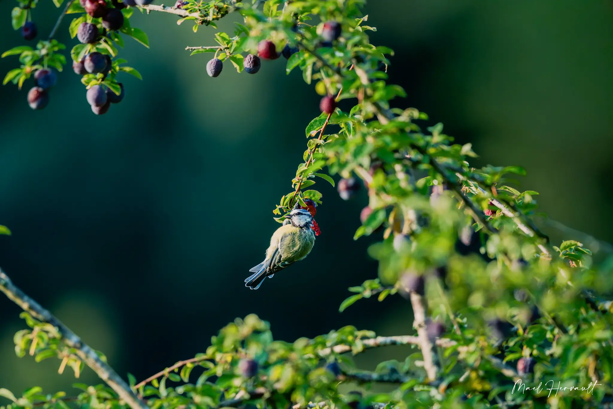 Mésange bleue 