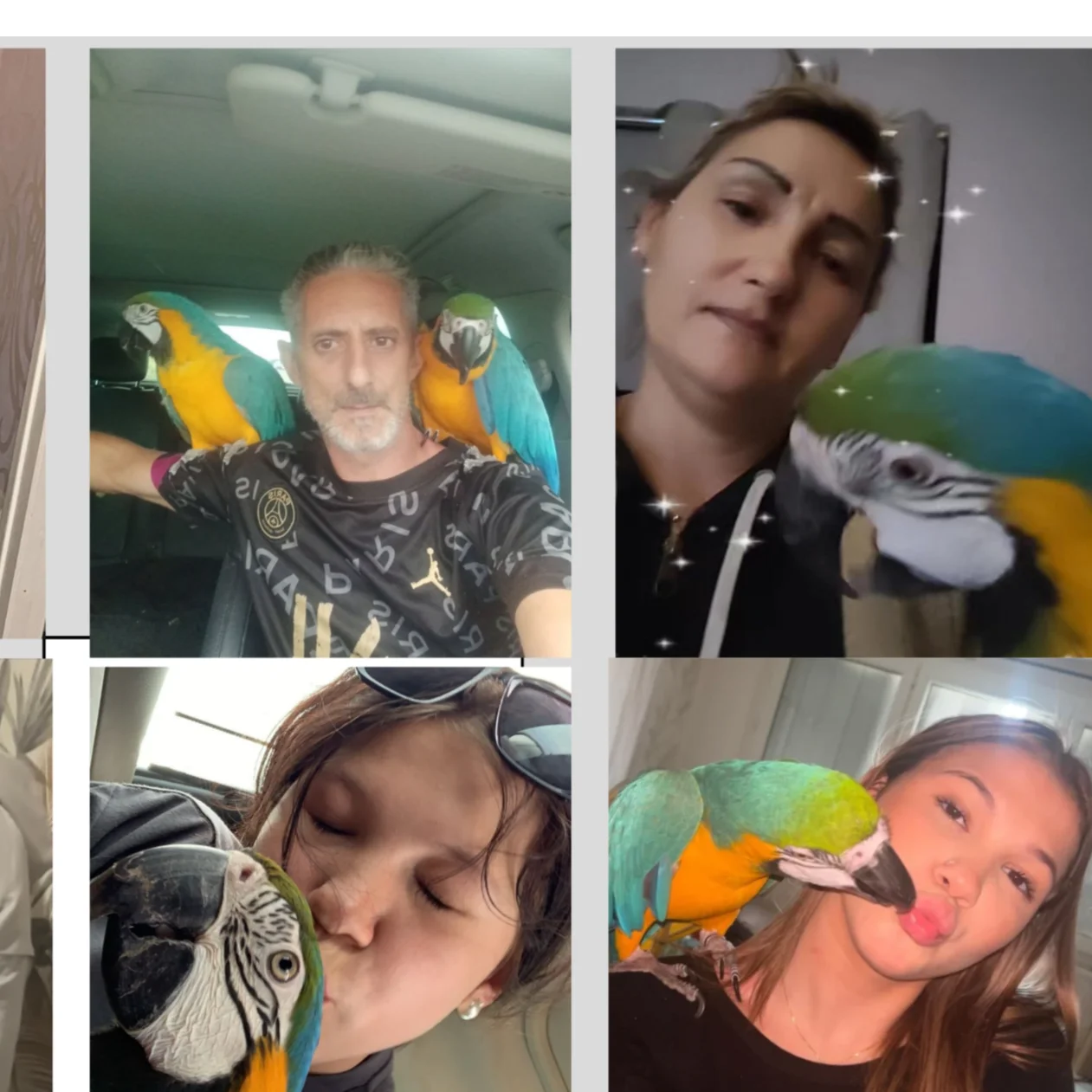 cagnotte cause animale