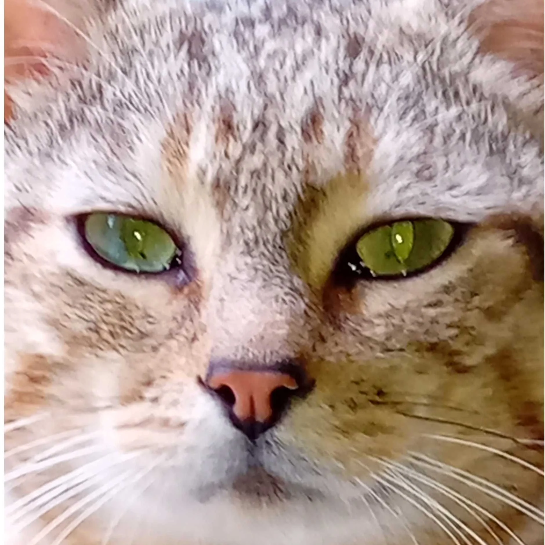 cagnotte cause animale