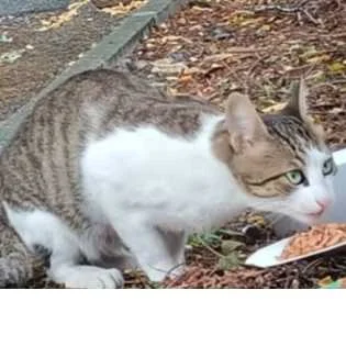 cagnotte cause animale