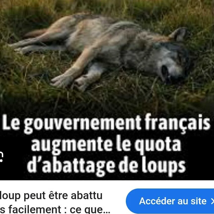 cagnotte cause animale