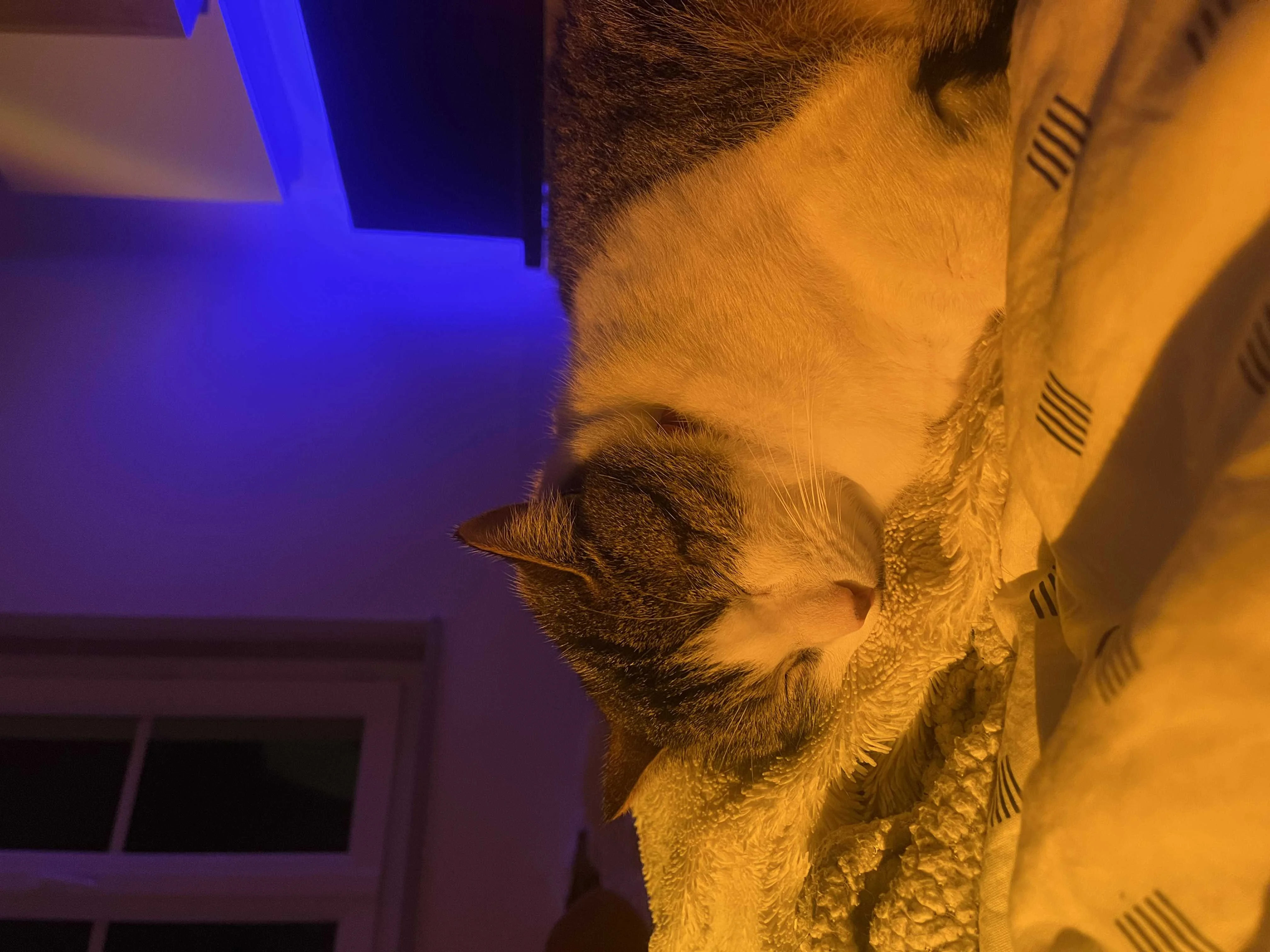 cagnotte cause animale
