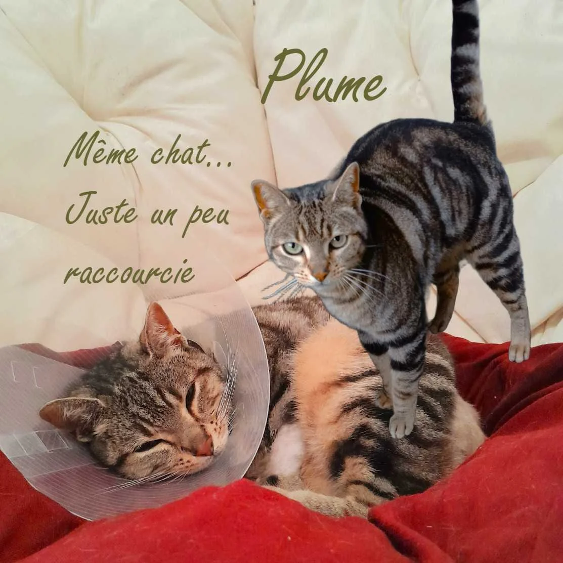 cagnotte cause animale