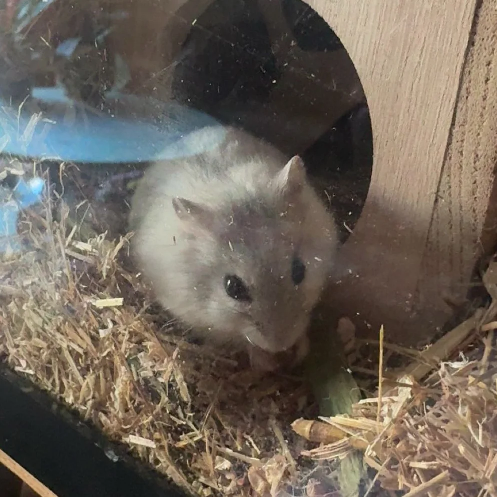 cagnotte cause animale