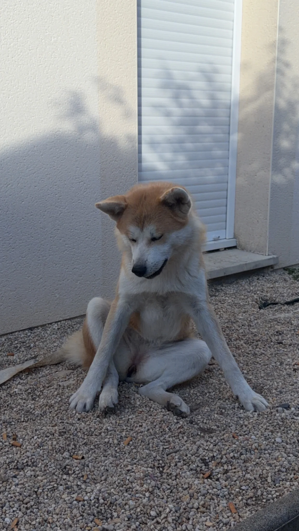 cagnotte cause animale