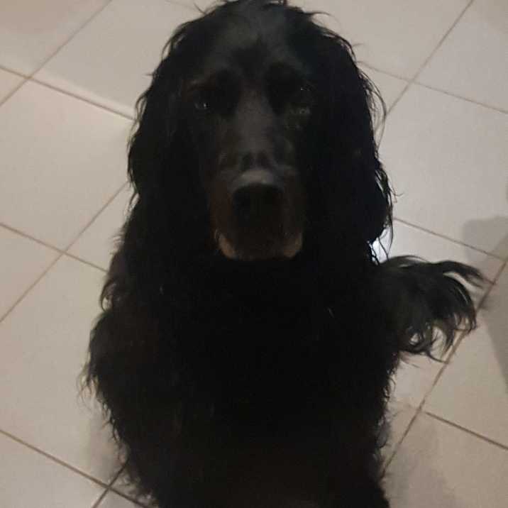 cagnotte cause animale