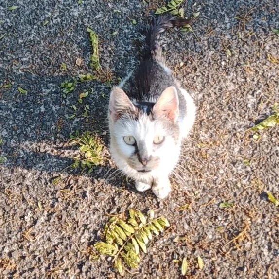 pétition animaux