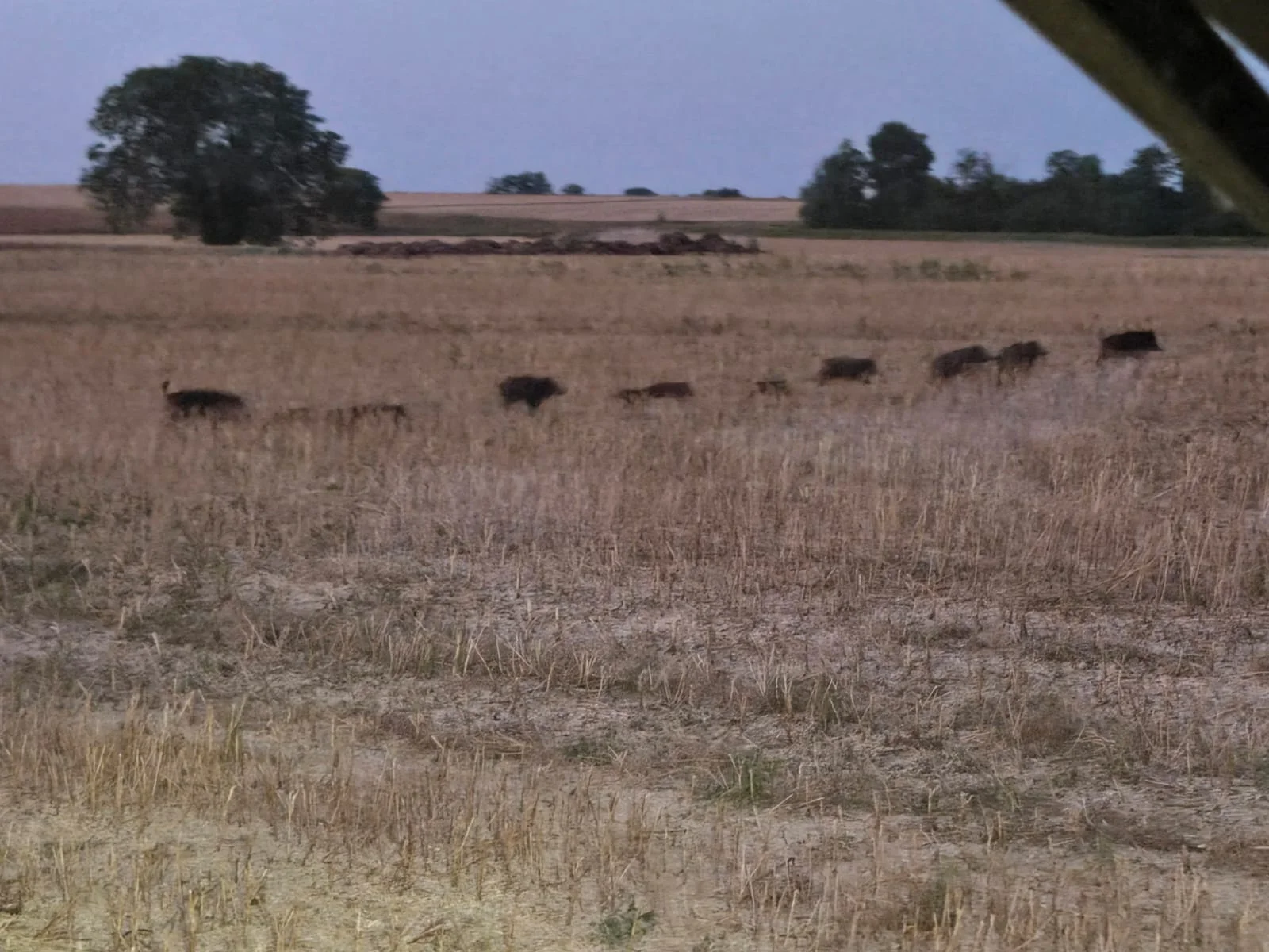pétition animaux
