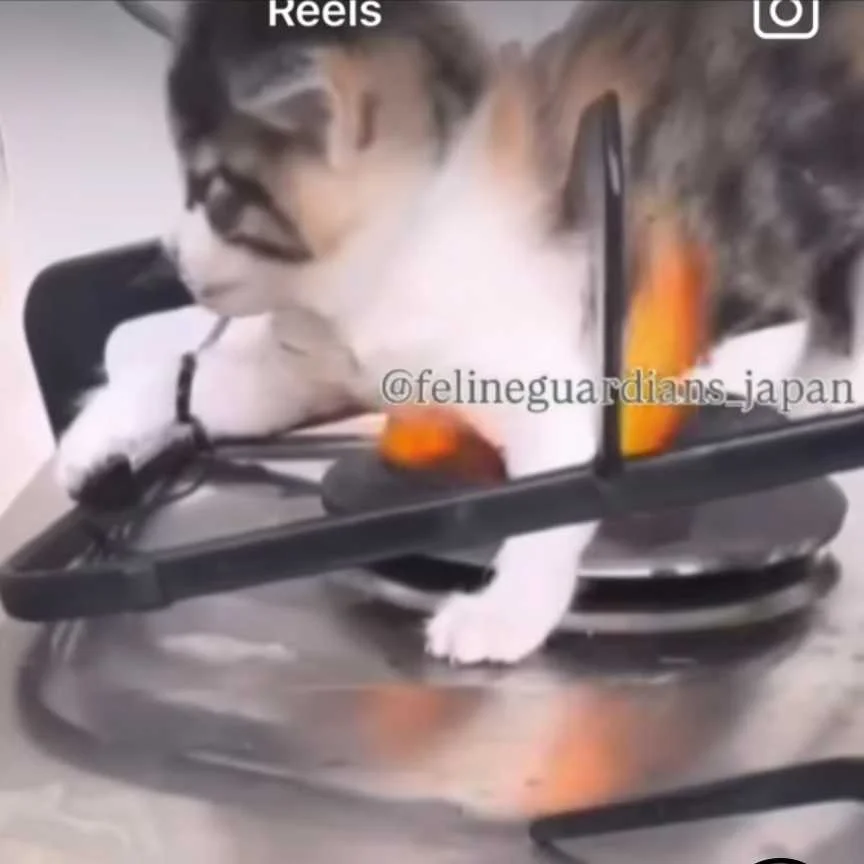 pétition animaux