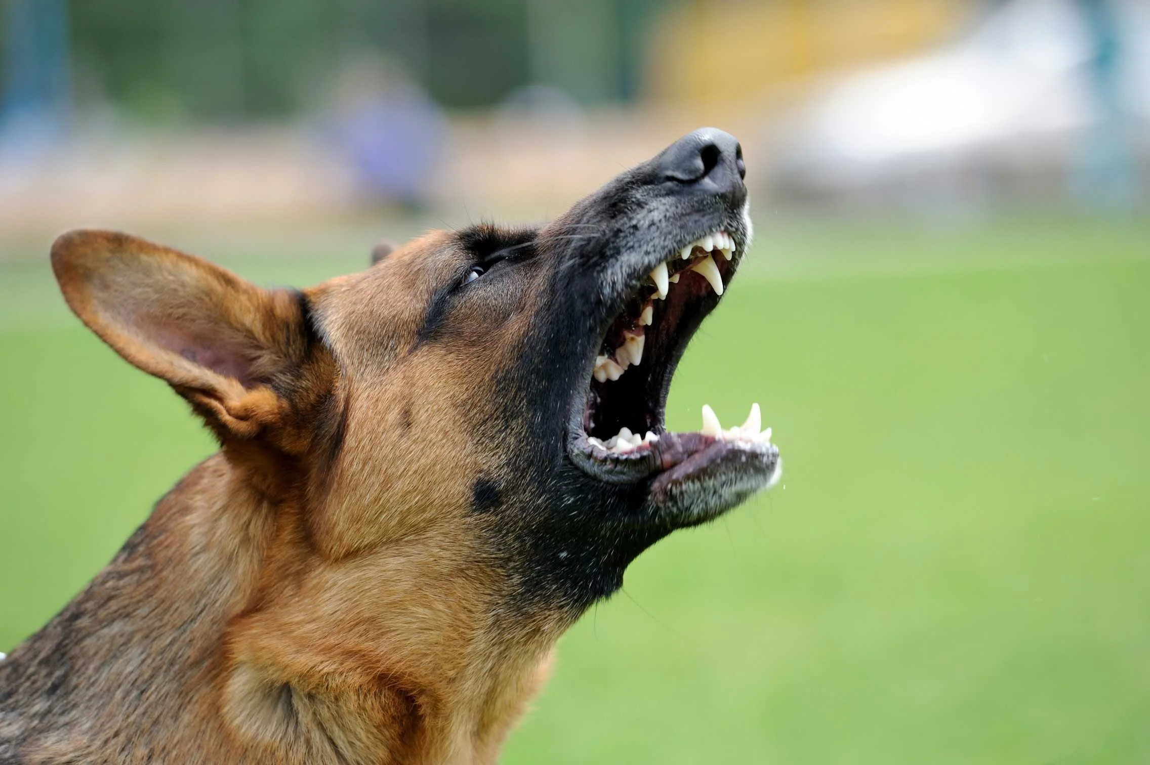 pétition animaux