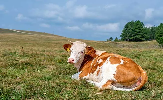 pétition environnement