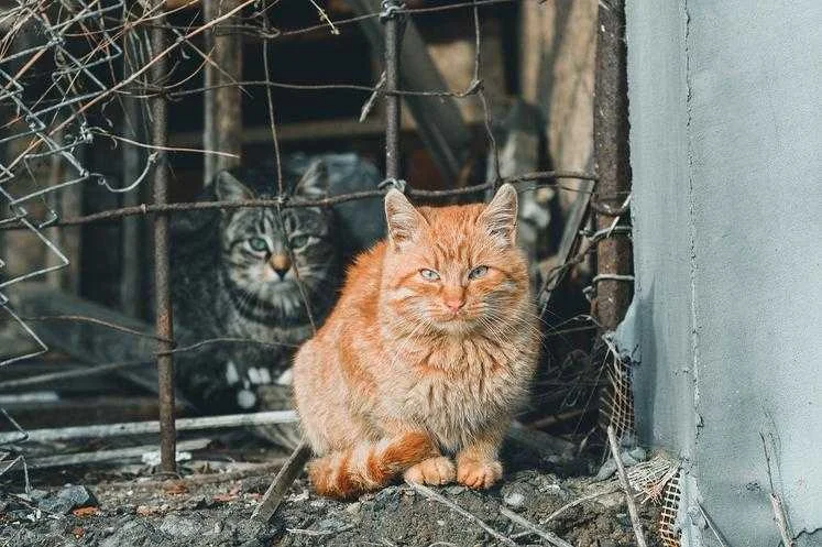 pétition animaux