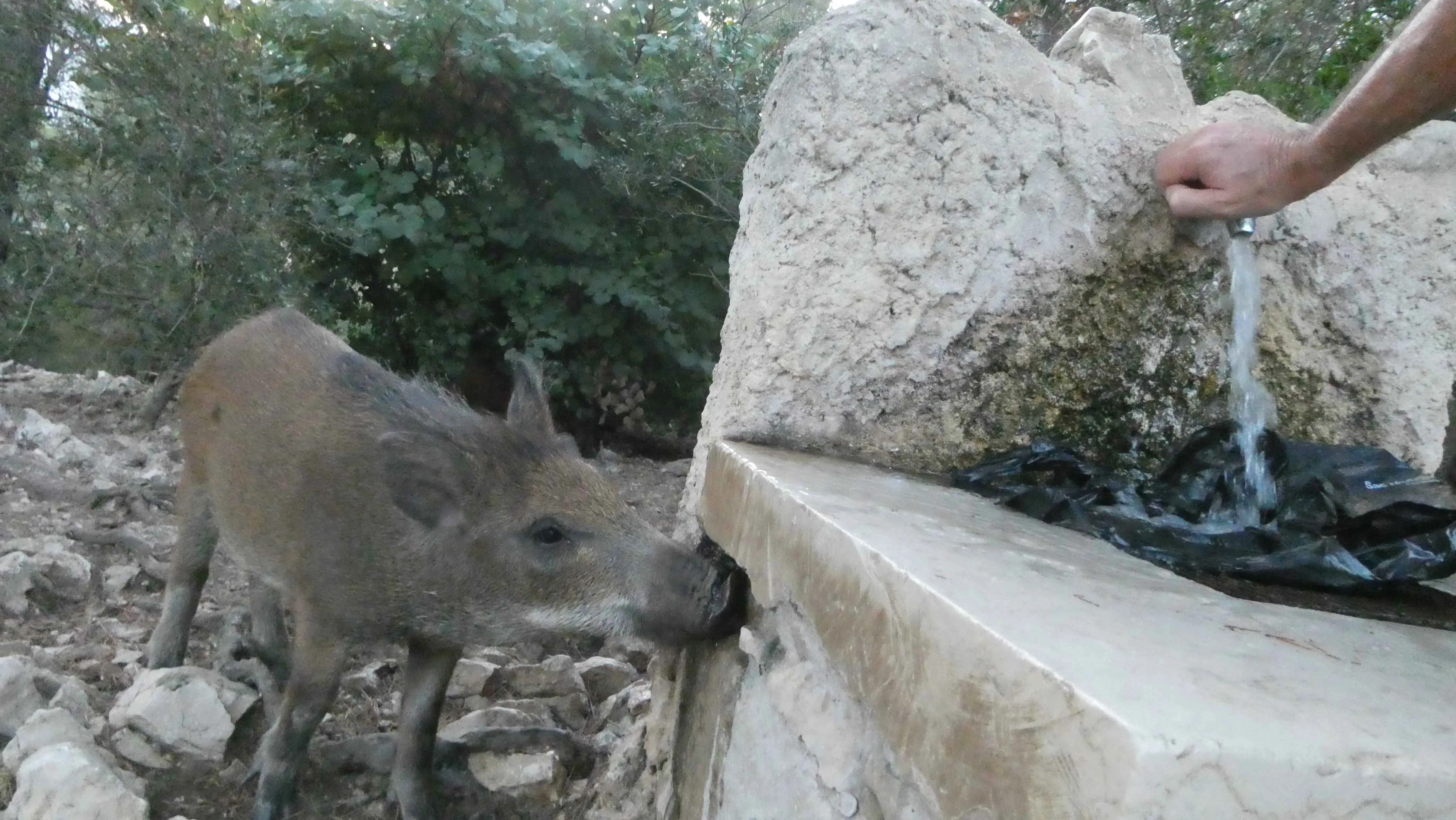pétition animaux