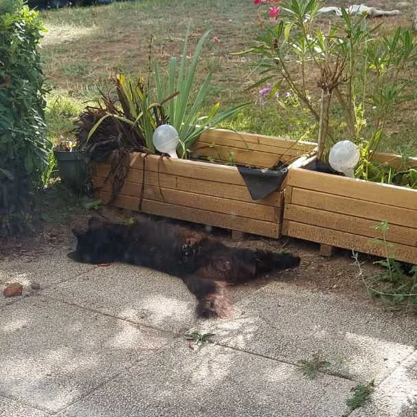pétition animaux