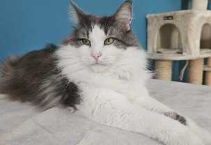 cagnotte cause animale