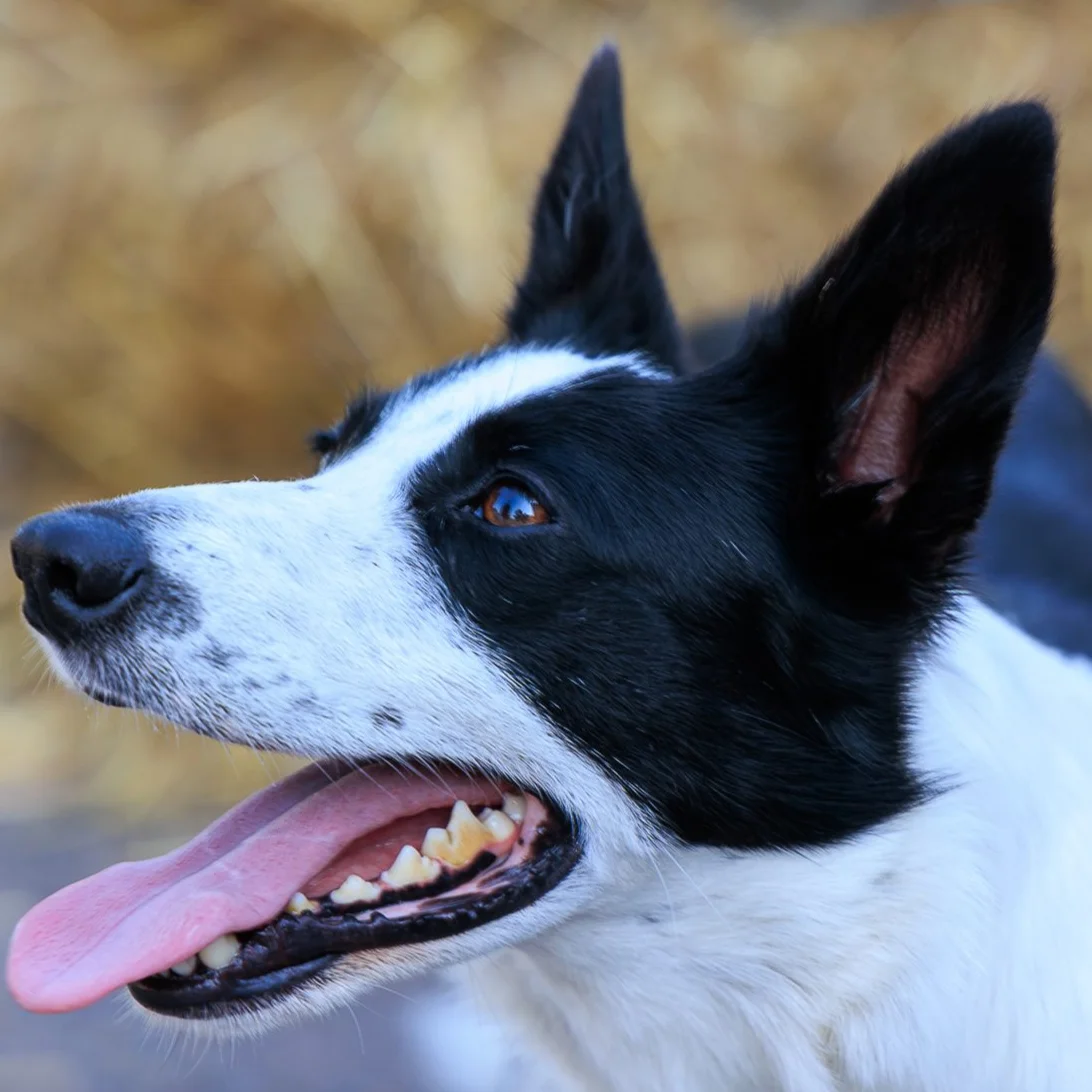 sondage animaux