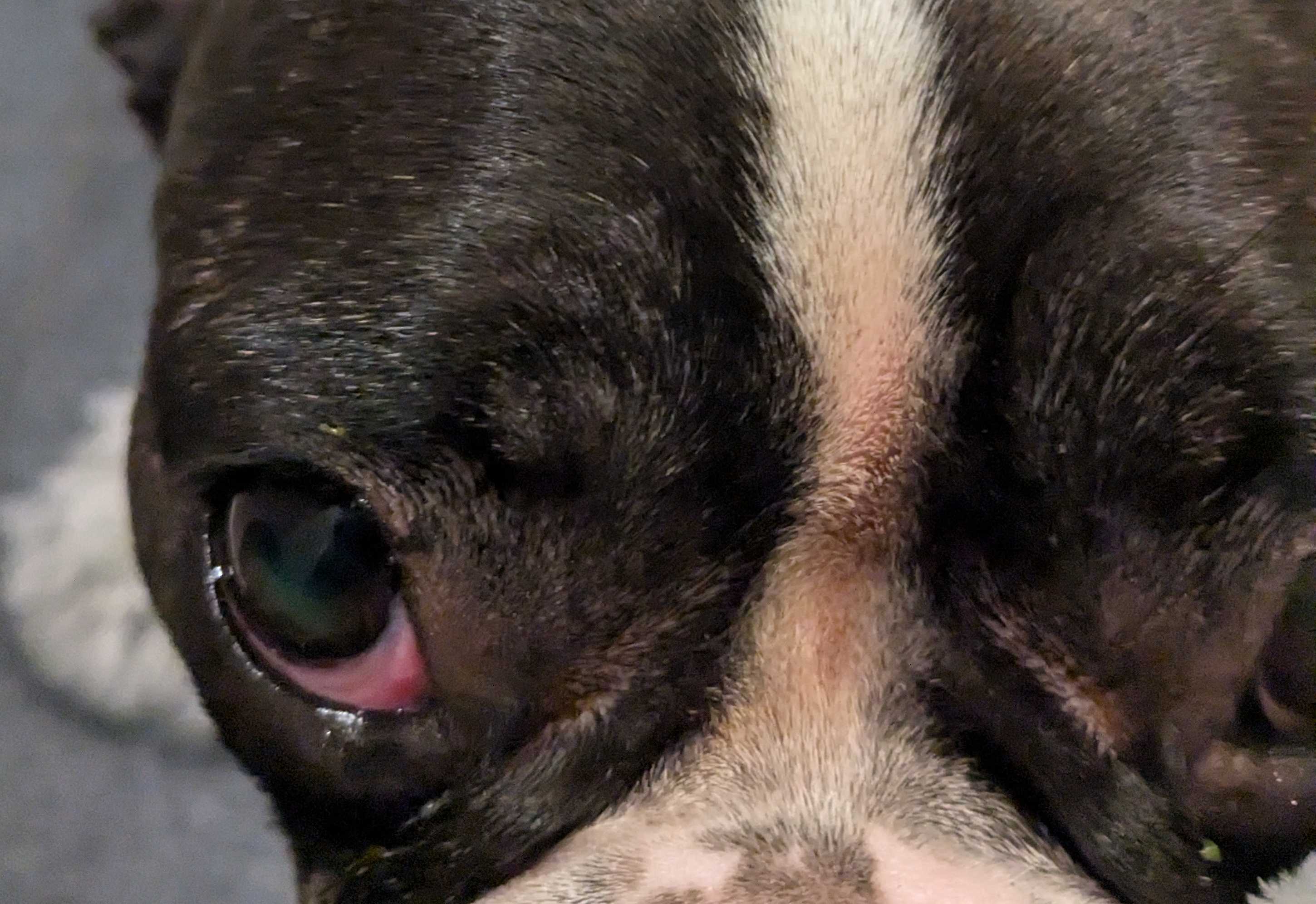 cagnotte cause animale