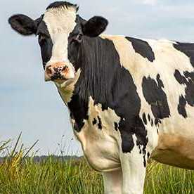 cagnotte cause animale