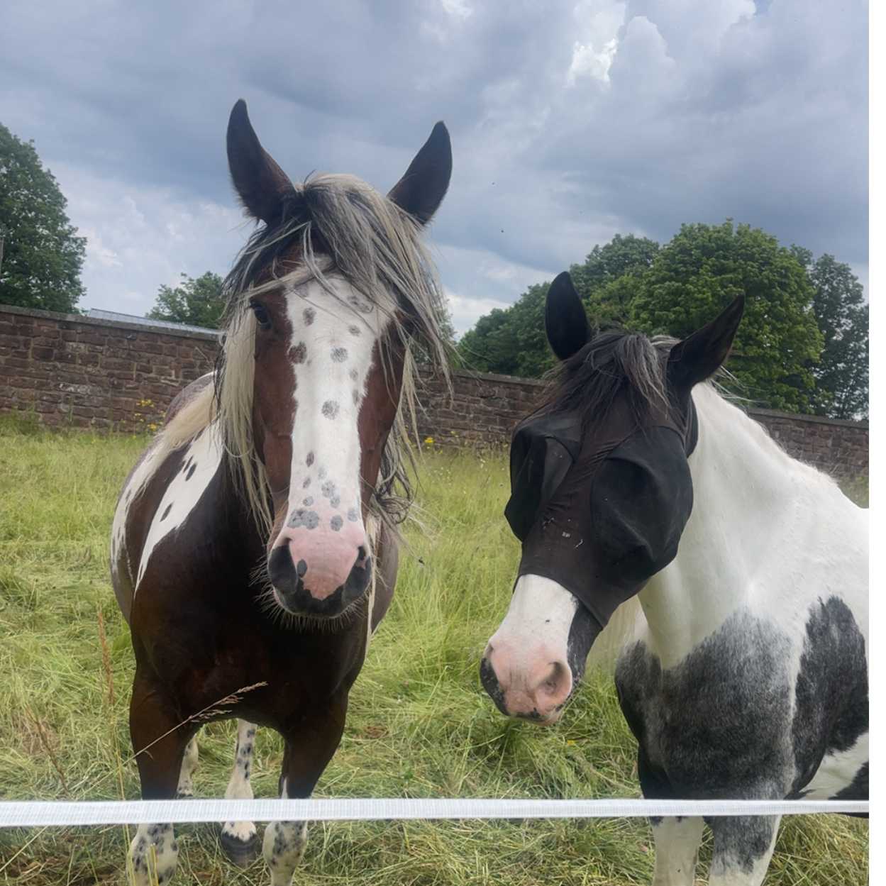 cagnotte cause animale