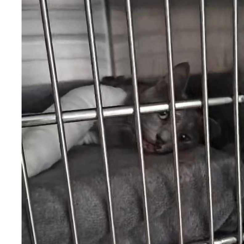 cagnotte cause animale