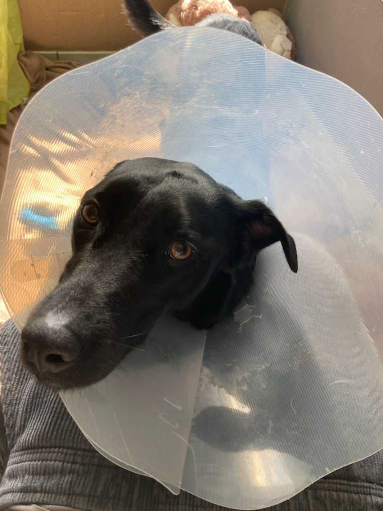 cagnotte cause animale