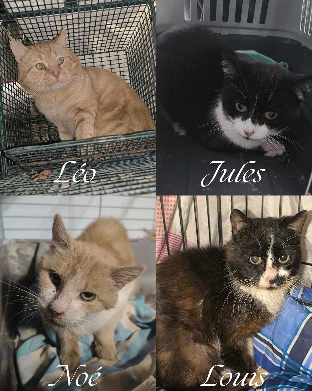 cagnotte cause animale