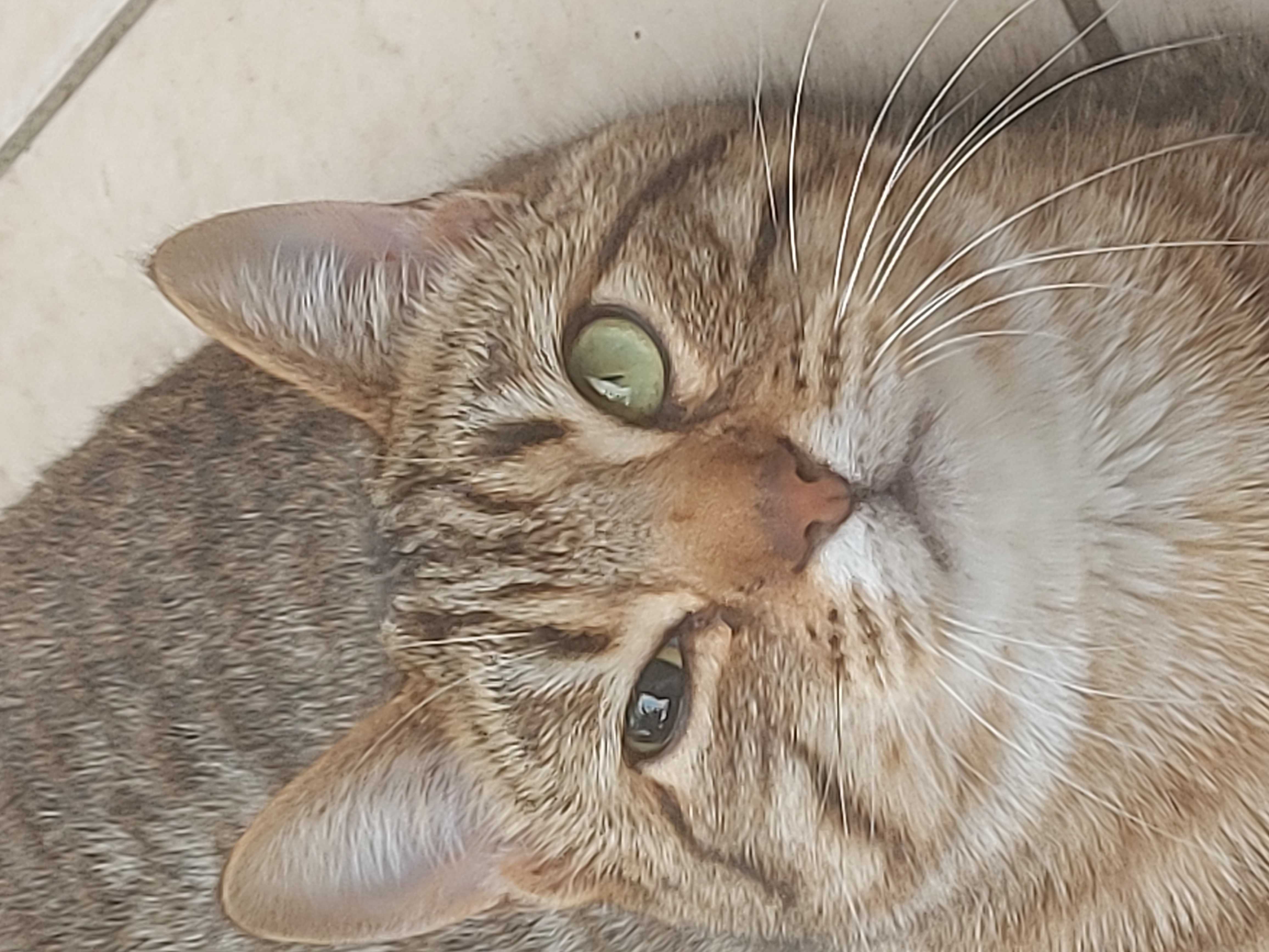 cagnotte cause animale