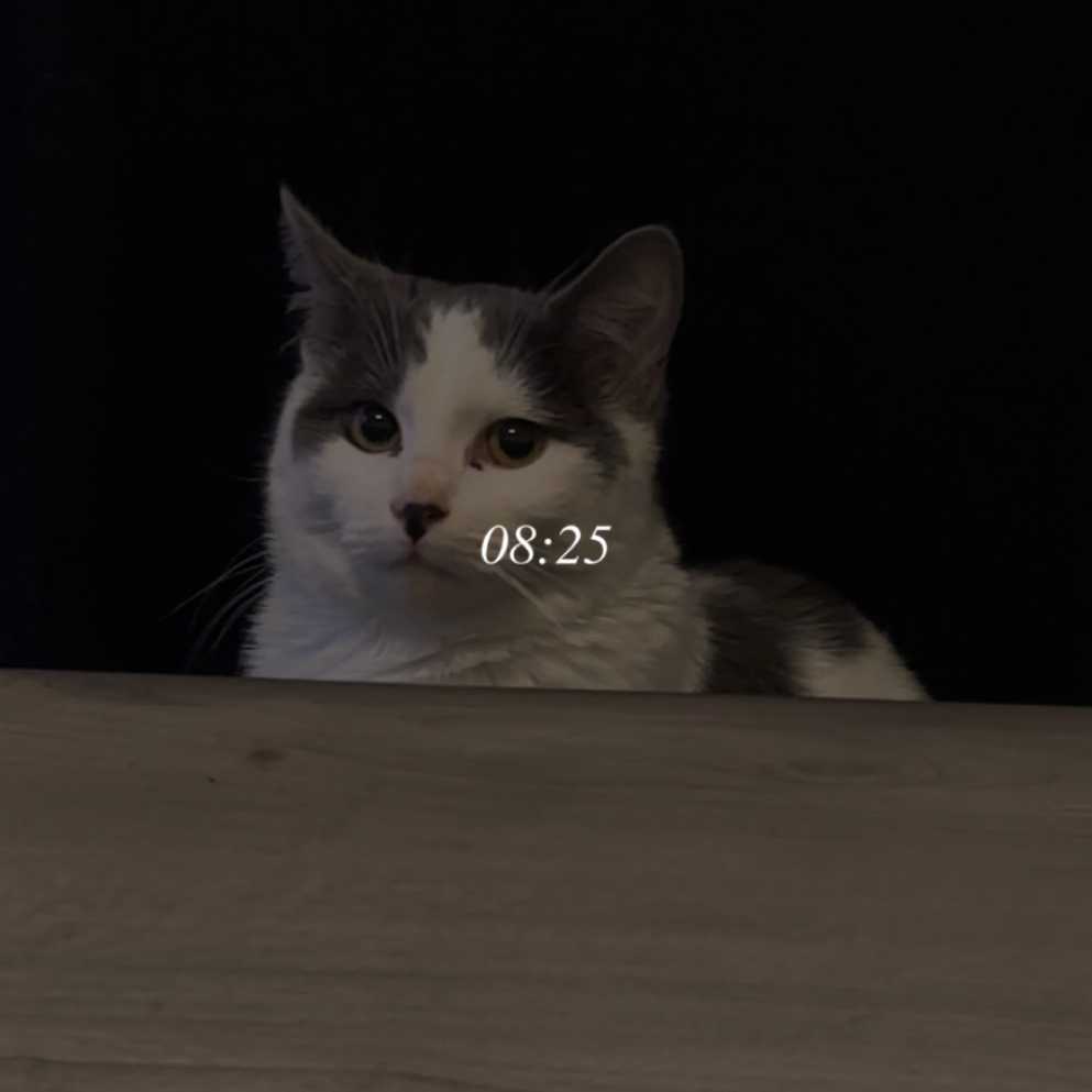 cagnotte cause animale
