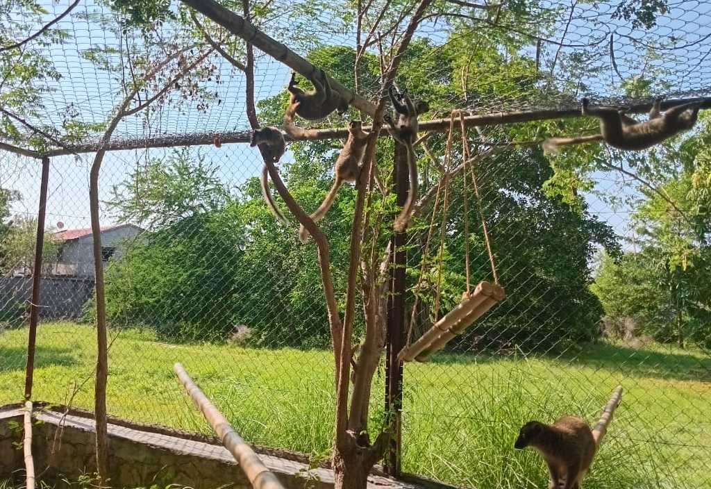 cagnotte cause animale