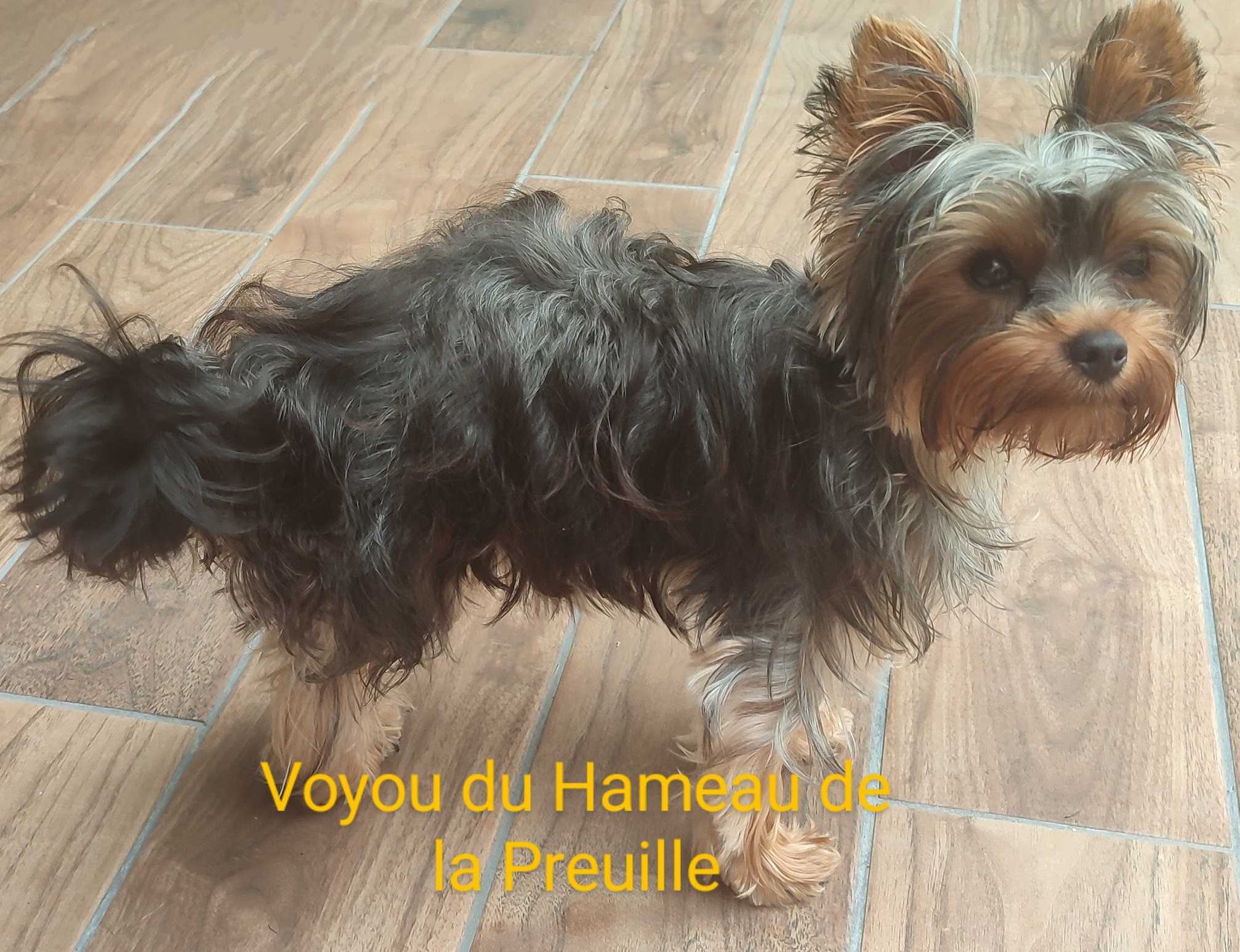 cagnotte cause animale