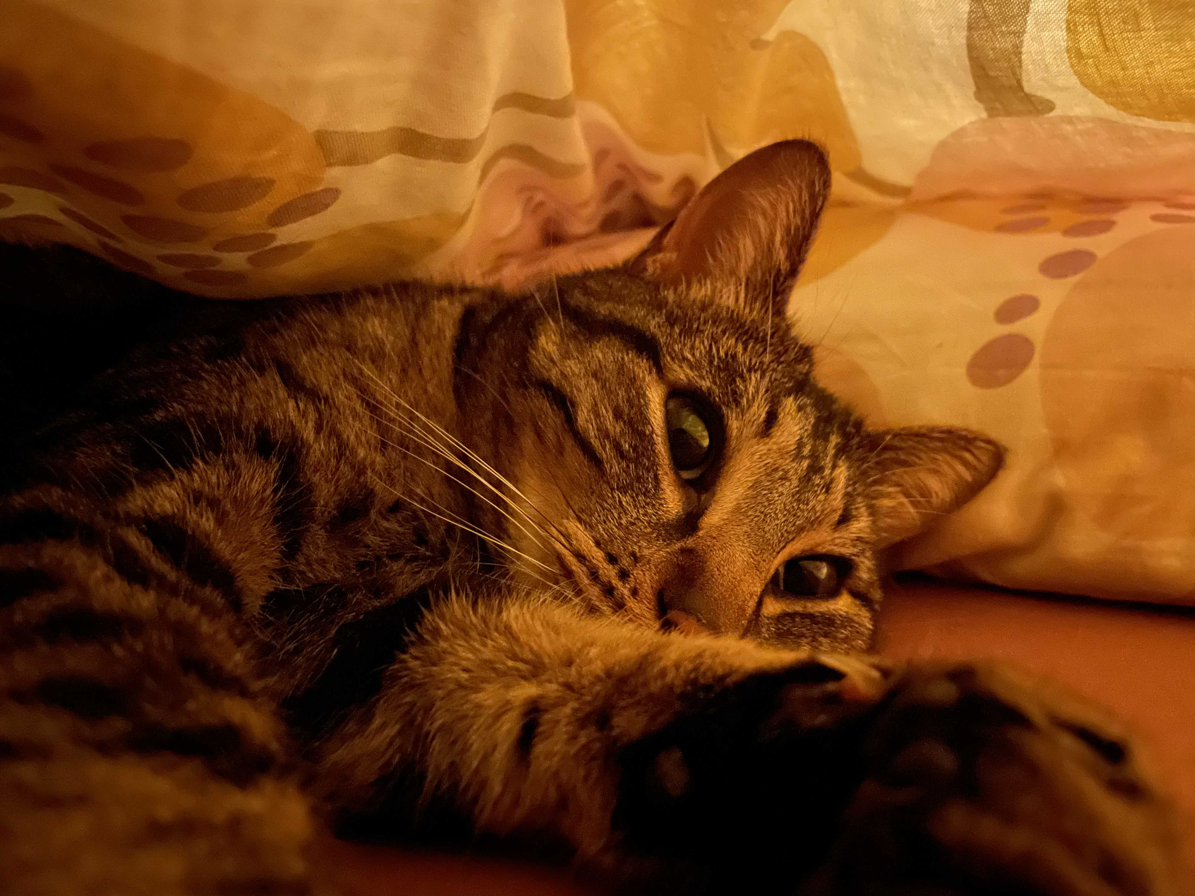 cagnotte cause animale