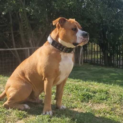 cagnotte cause animale