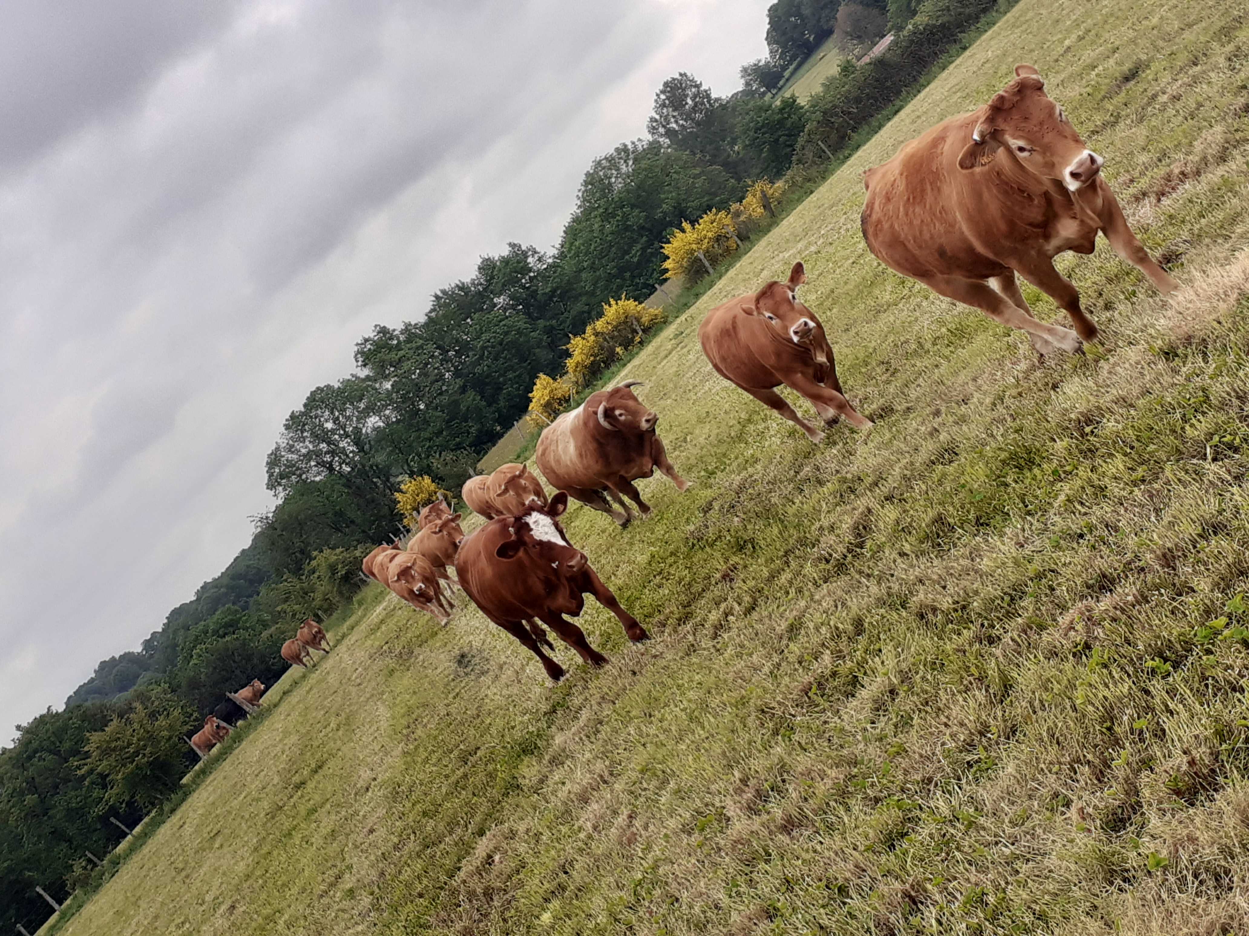 cagnotte cause animale