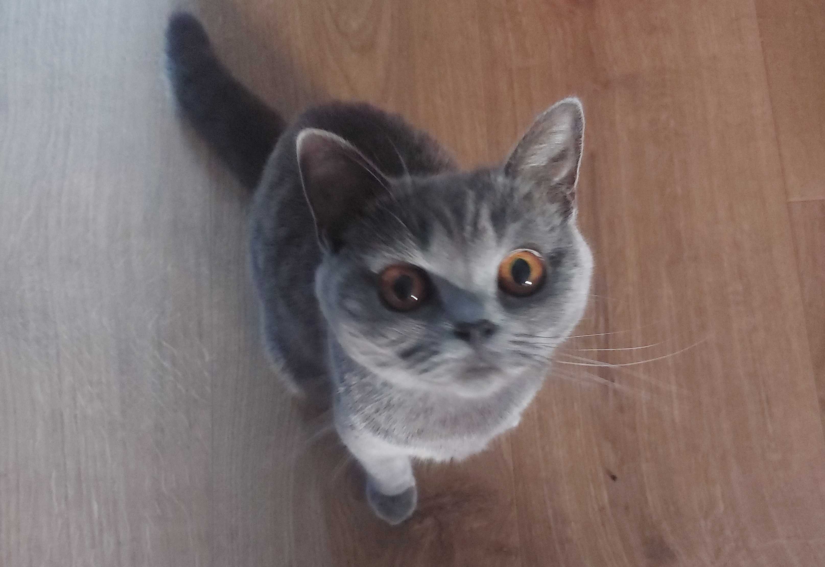 cagnotte cause animale
