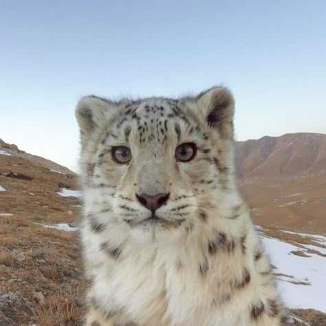 cagnotte cause animale