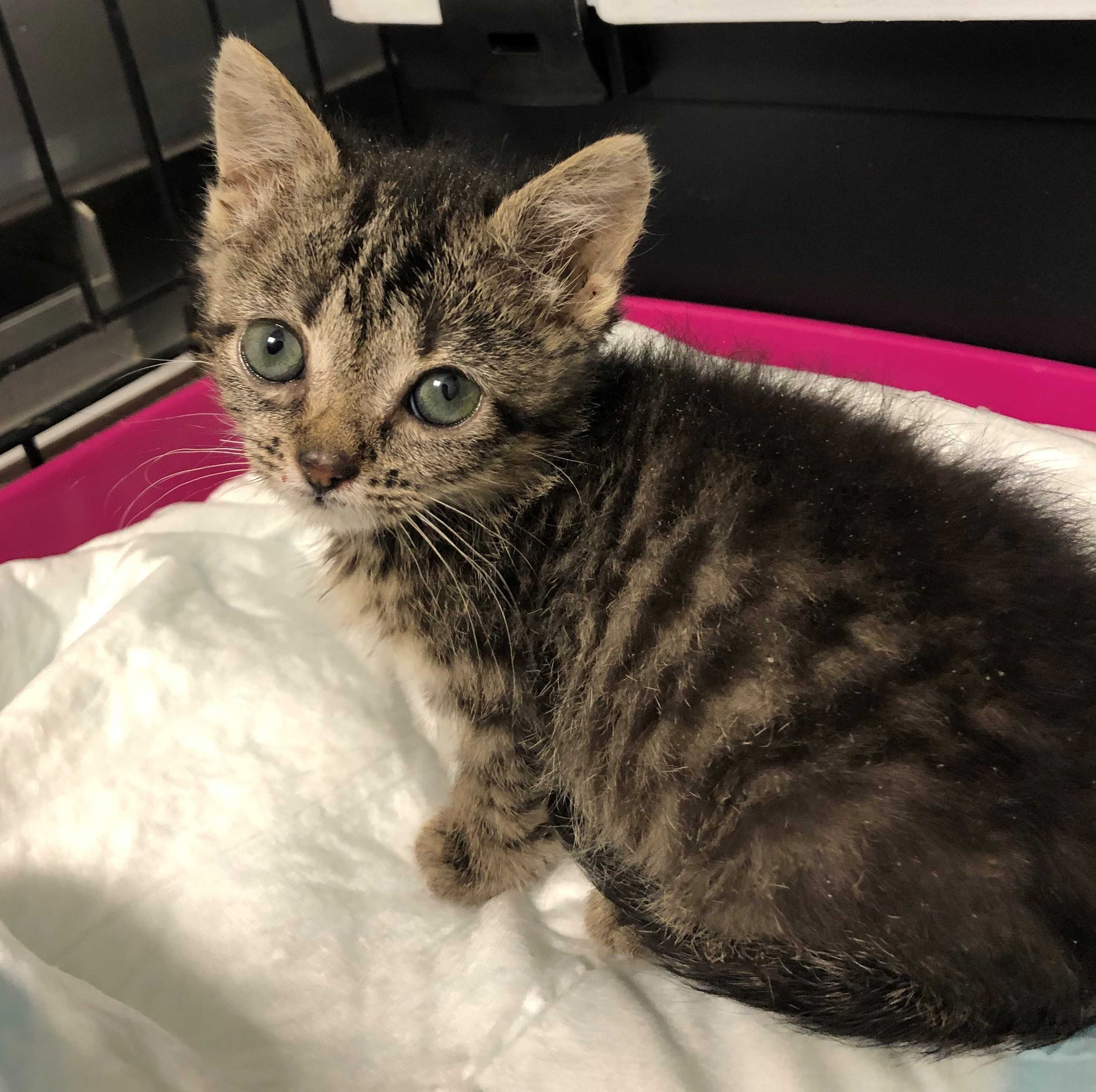 cagnotte cause animale