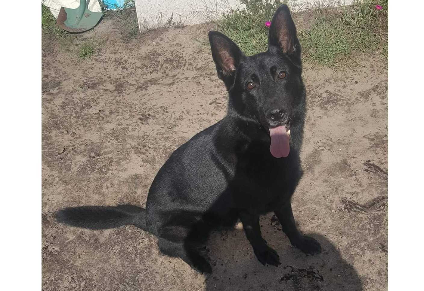 cagnotte cause animale