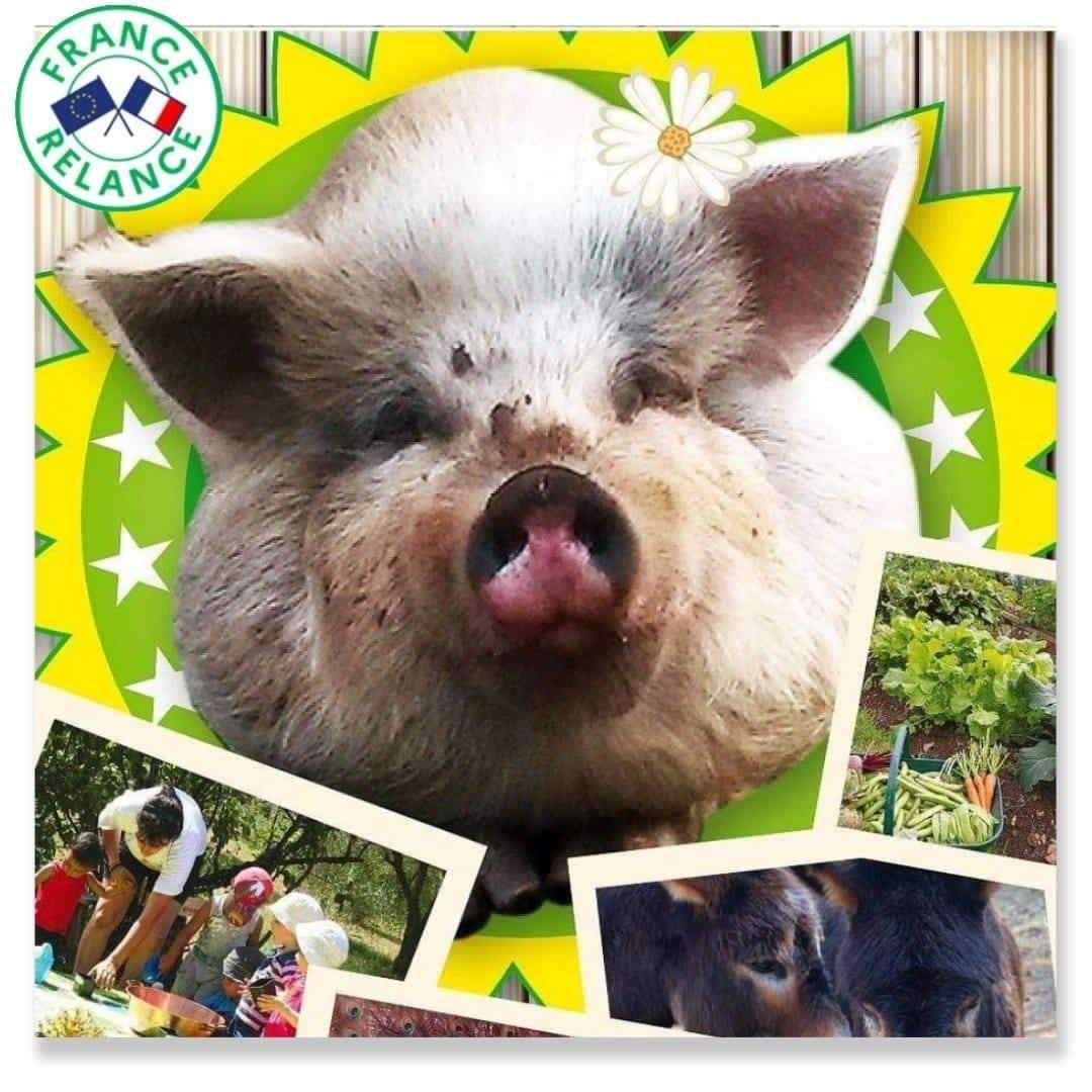 cagnotte cause animale