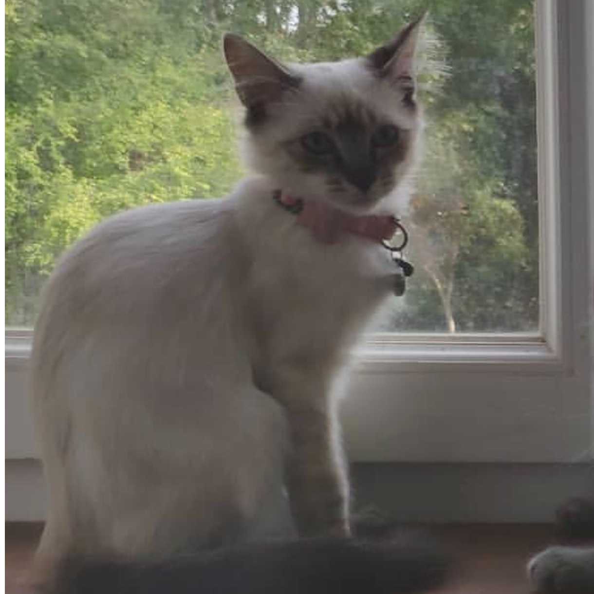 cagnotte cause animale