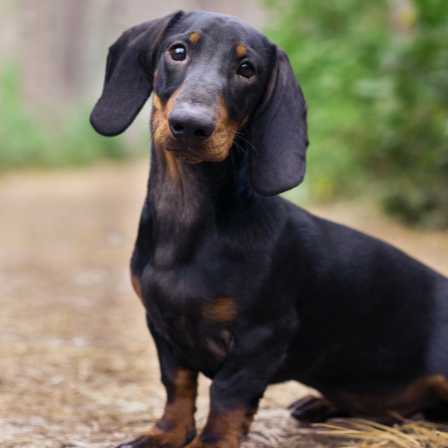 cagnotte anniversaire