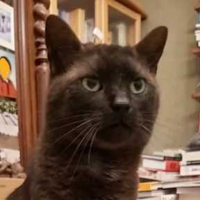 cagnotte cause animale