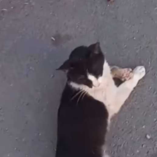 cagnotte cause animale