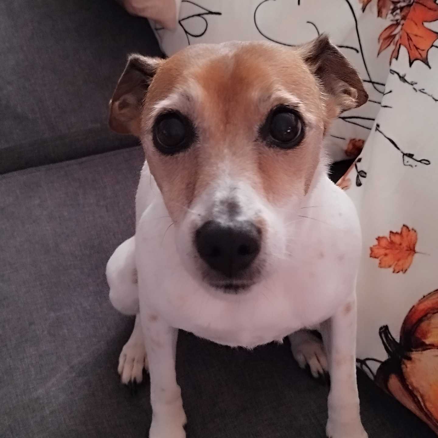 cagnotte cause animale