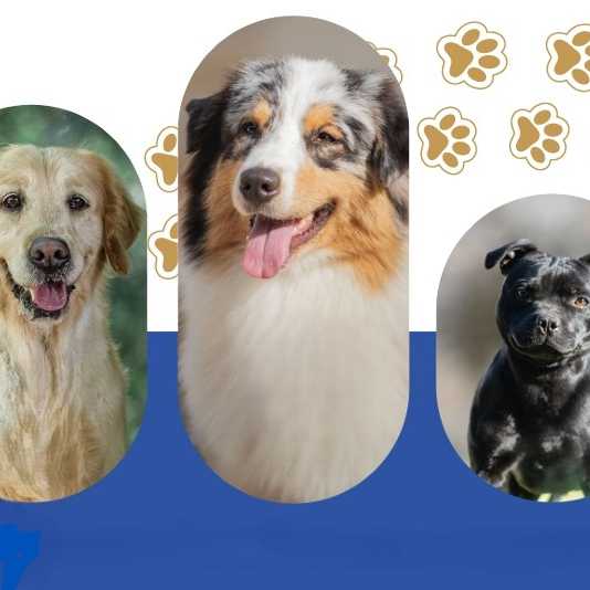 sondage animaux