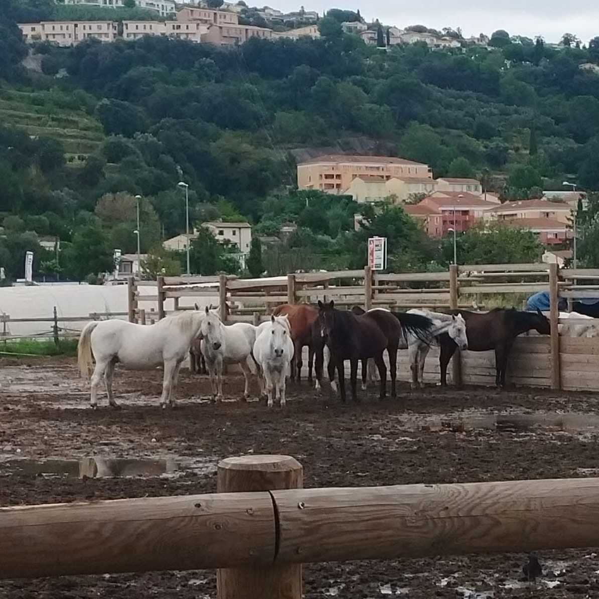 cagnotte cause animale