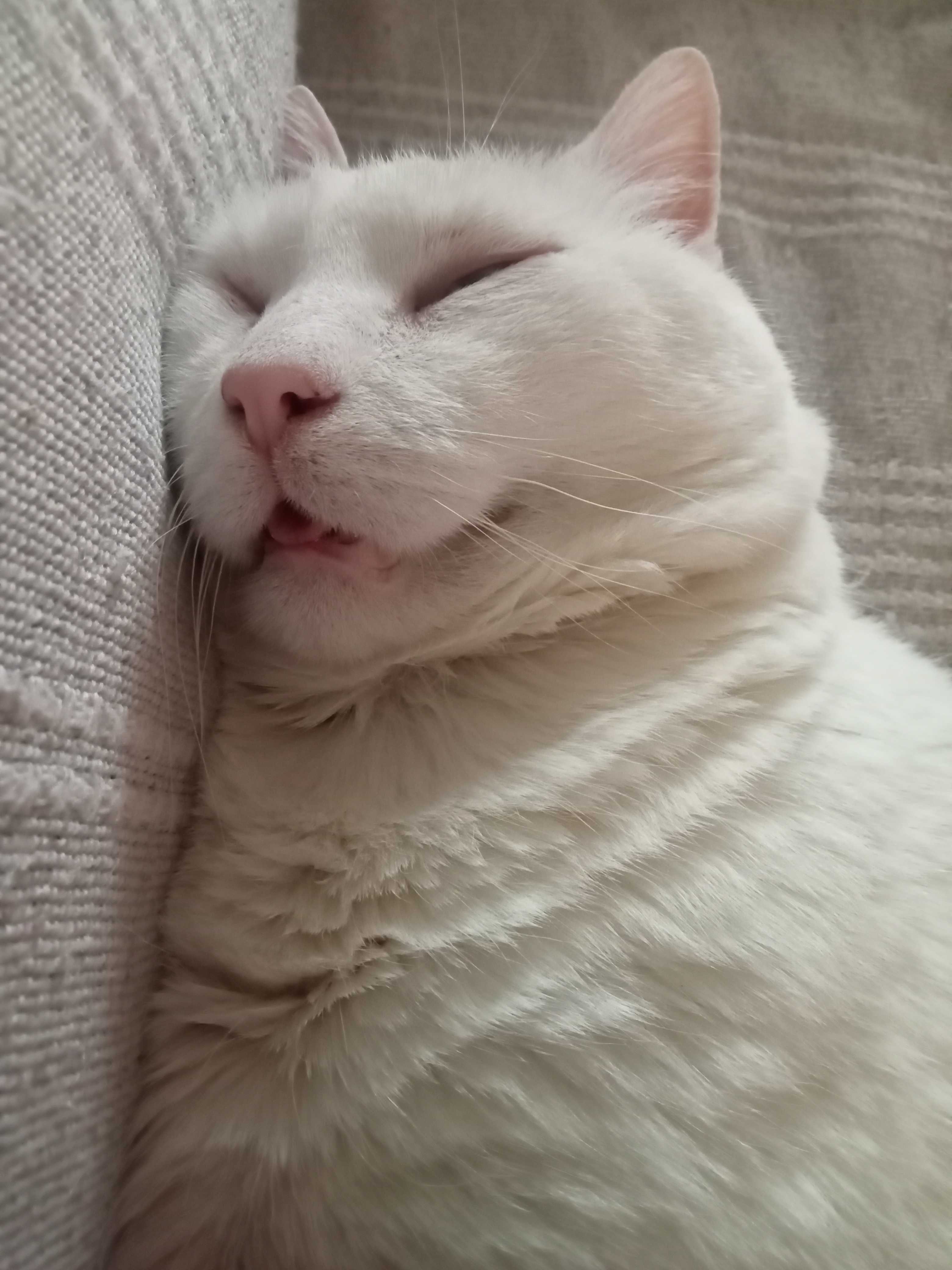 cagnotte cause animale