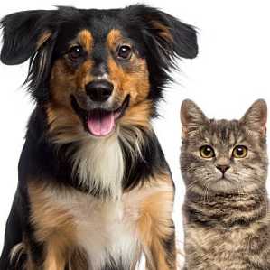 cagnotte anniversaire